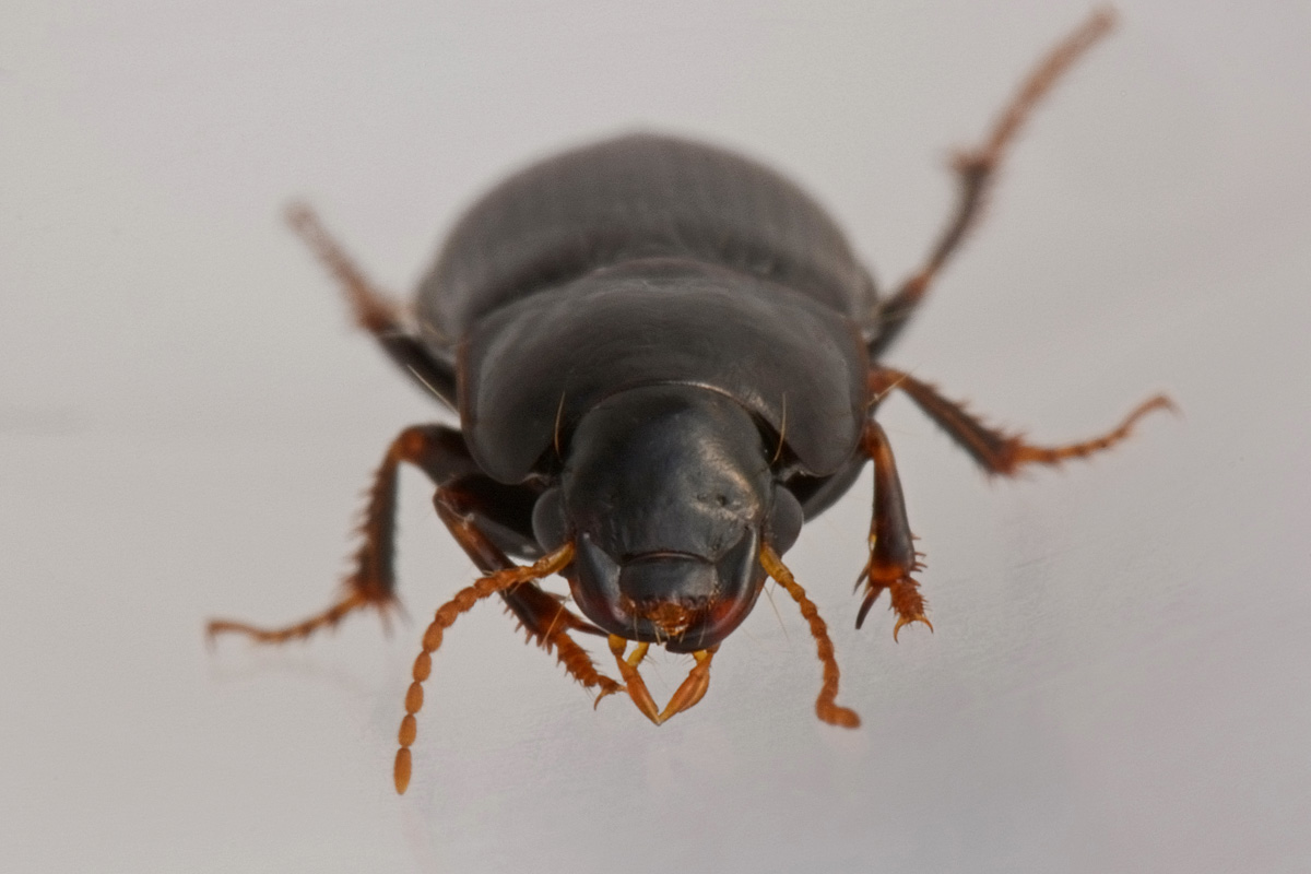 Carabidae: Harpalus sp.? H. modestus !!!
